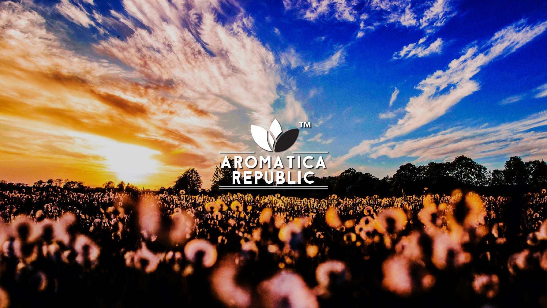 AROMATICA REPUBLIC – 1