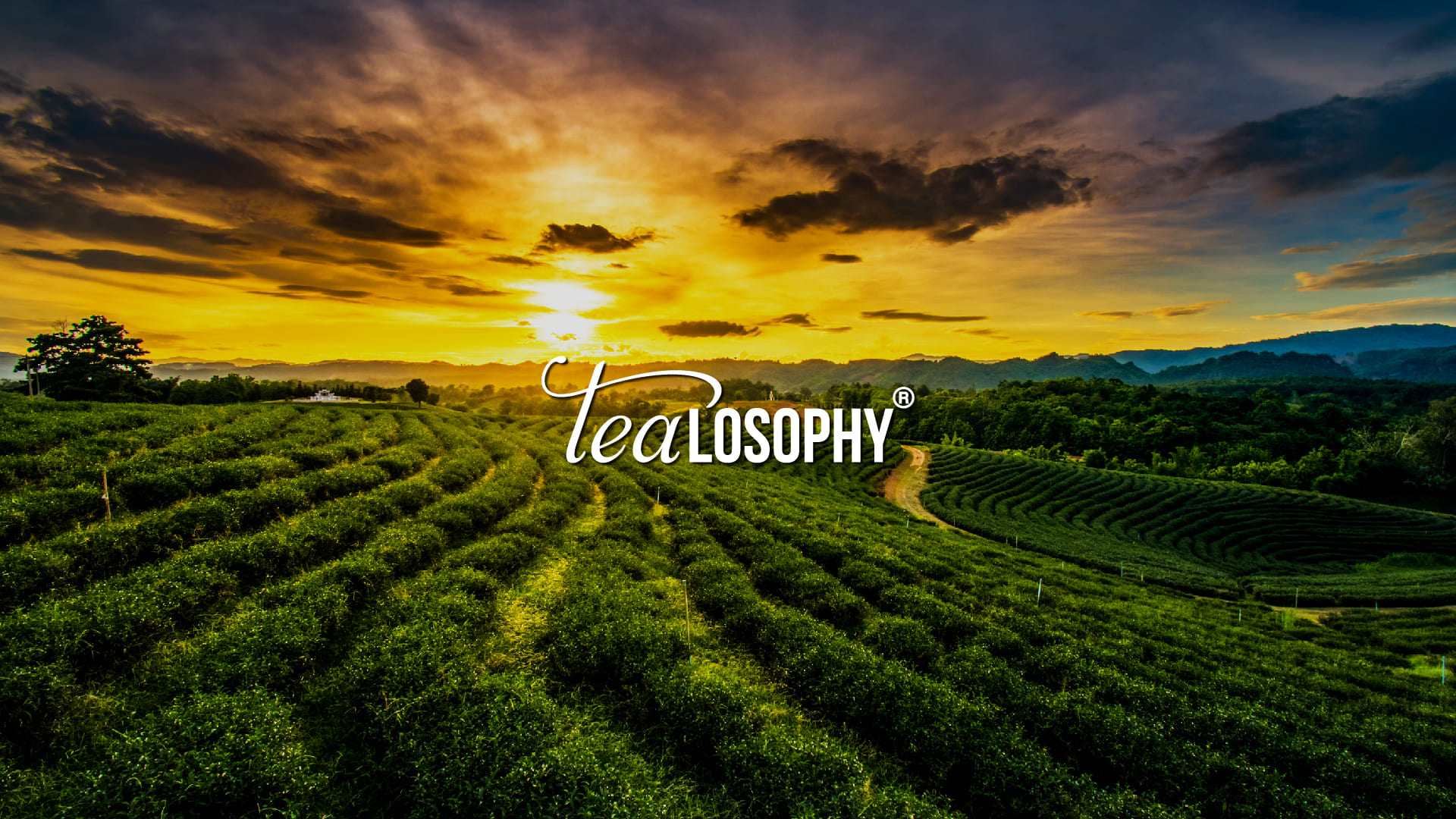 TEALOSOPHY – 1